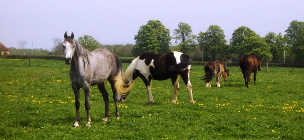 Paarden